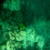 Sea corals at Havelock beach of Andaman