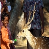 Deer in Ross island of Andaman
