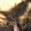 Deer in Ross island of Andaman