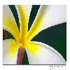 Frangipani flower close up
