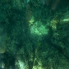 Under water coral view in North bay of Andaman islands