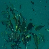 Under water fish view at Havelock island of Andaman