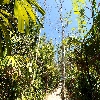 Walk way to reach mud volcano near Baratang of Andaman