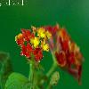 Lantana camara flower taken with Sigma 150mm macro lens
