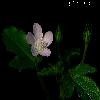 Flower in white
