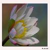 Water lily