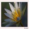 Water lily