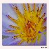 Water lily