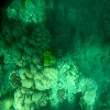 Sea Coral at Andaman