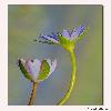 Water lily