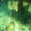 Under water coral view through glass boat in Jolly buoy island of Andaman