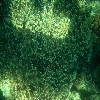 Under water coral view through glass boat in Jolly buoy island of Andaman