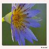 Water lily