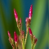 Red flower bud