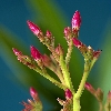 Red flower bud