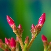 Red flower buds