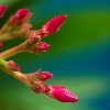 Red flower buds