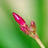 Red flower buds