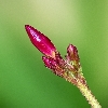 Red flower buds