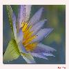 Water lily