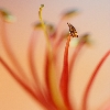 May flower macro pic