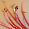 May flower macro pic