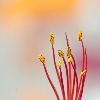 May flower