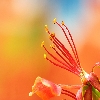 May flower