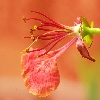 May flower
