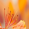 May flower
