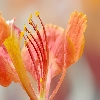 May flower