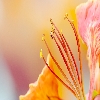 May flower