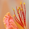 May flower
