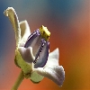 Wild flower macro