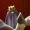 Wild flower macro