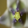Wild flower macro