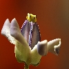 Wild flower macro