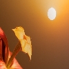 Flower at dawn