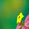 Yellow wild flower