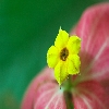 Yellow wild flower