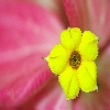 Yellow wild flower