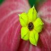 Yellow wild flower