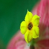 Yellow wild flower