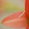 Pollen macro