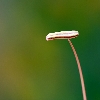 Pollen macro