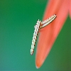 Pollen macro