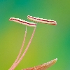 Pollen macro