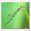 DAMSELFLY