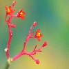 Red flower