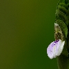 Macro wild flower with smooth background